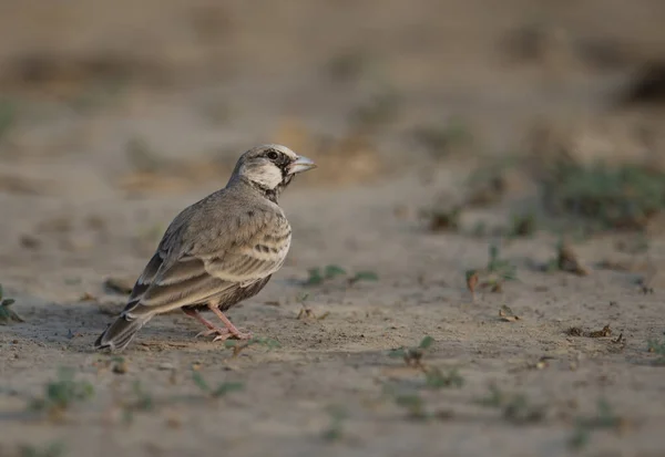 Ashy Crowned Sparrow Lark — Stock Photo, Image