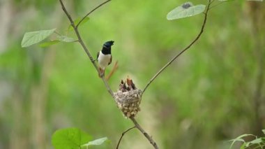 Asyalı cennet sineği avcısı piliçleri besliyor.