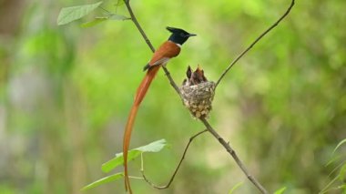 Asyalı cennet sineği avcısı piliçleri besliyor.