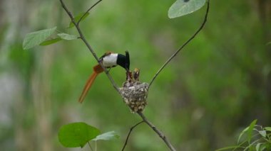 Asyalı cennet sineği avcısı piliçleri besliyor.