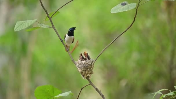 Asiatischer Paradiesfliegenschnäpper Füttert Küken — Stockvideo