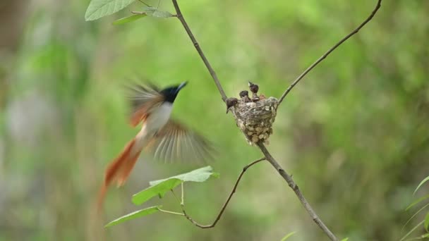 Asian Paradise Flycatcher Feeding Chicks — Stockvideo