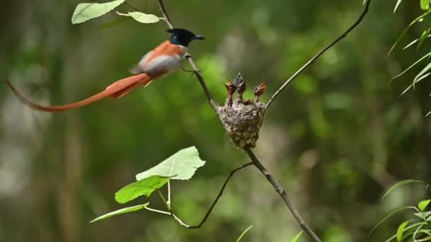 Asiatischer Paradiesfliegenschnäpper Füttert Küken — Stockvideo