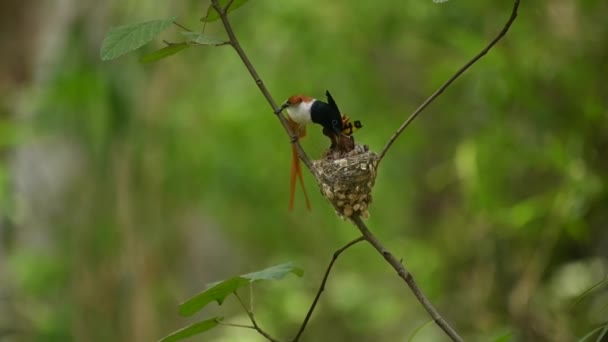 Asian Paradise Flycatcher Feeding Chicks — Stockvideo