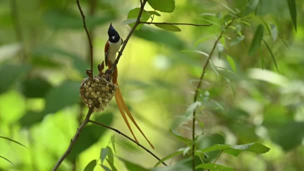 Asian Paradise Flycatcher Feeding Chicks — Stockvideo