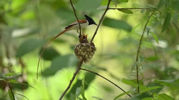 Азійський Райський Мухоловка Годує Пташенят — стокове відео