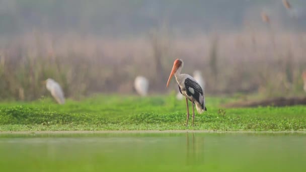 Painted Stork Wetland Area — Stockvideo