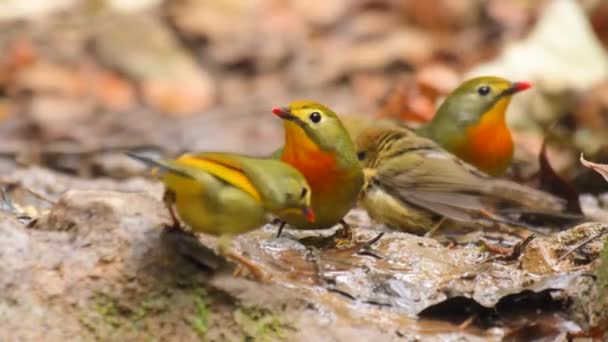 Red Billed Leiothrix Birds Forest — Video