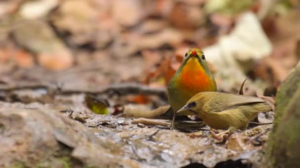 Red Billed Leiothrix Forest — Stockvideo