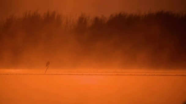 Bird Perch Misty Morning — Vídeos de Stock