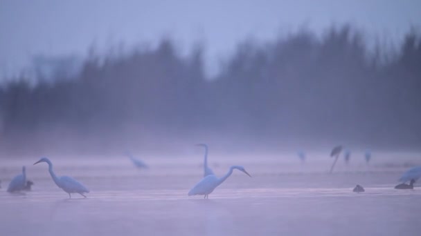 Egret Birds Fishing Morning — Stockvideo