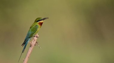 close-up footage of beautiful green exotic bird on tree branch
