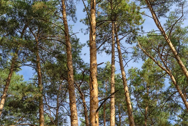 Wild pine forest. Nature and plant