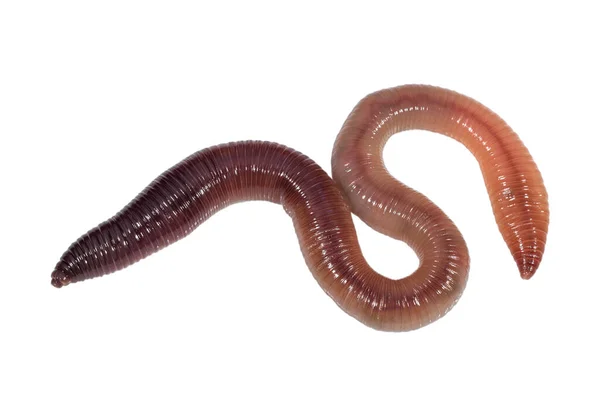 Earthworm White Surface Insects Animals — Stock Photo, Image