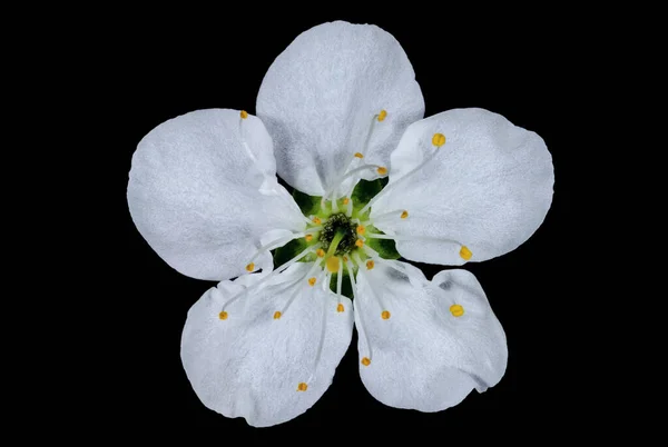 Flor Ciruela Blanca Sobre Fondo Oscuro Flores Plantas —  Fotos de Stock