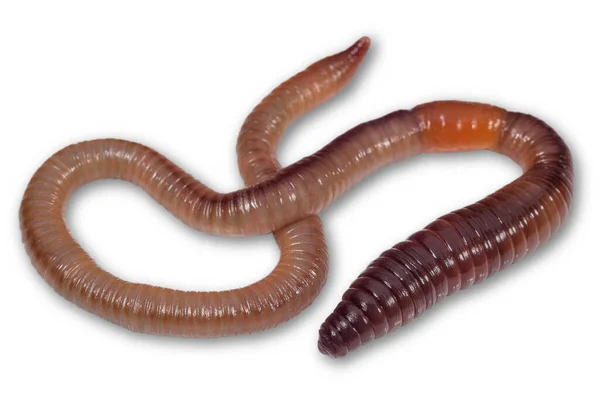 Large Earthworm Isolated White Animals Insects — Foto de Stock