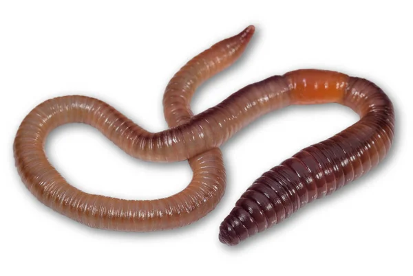 Large Earthworm Isolated White Animals Insects — Stockfoto