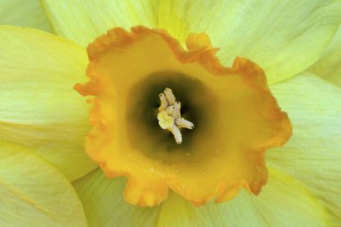 Sarı nergis çiçeğinin başı yaklaş. Çiçekler ve bitkiler