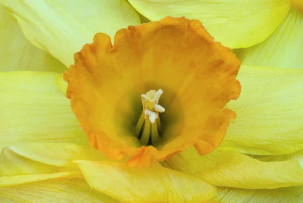 Flor Amarilla Pálida Primer Plano Narciso Flores Plantas —  Fotos de Stock