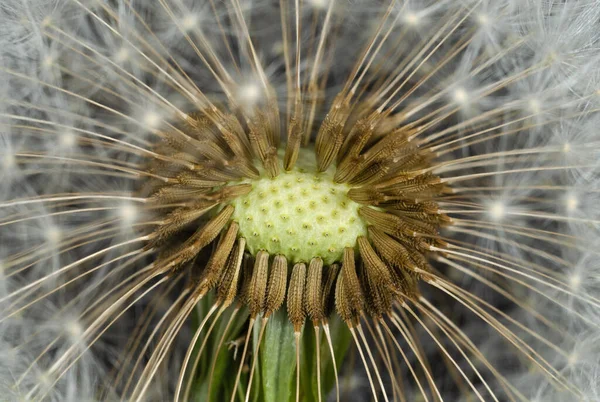 Dandelion Soprando Sementes Macrofotografia Flores Plantas — Fotografia de Stock