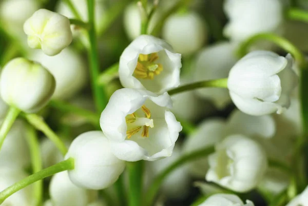 Lilie Údolí Zblízka Rozmazaném Pozadí Květiny Rostliny — Stock fotografie