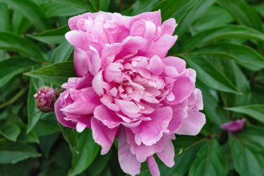 Yeşil yapraklı şakayıklar. Çiçekler ve bitkiler