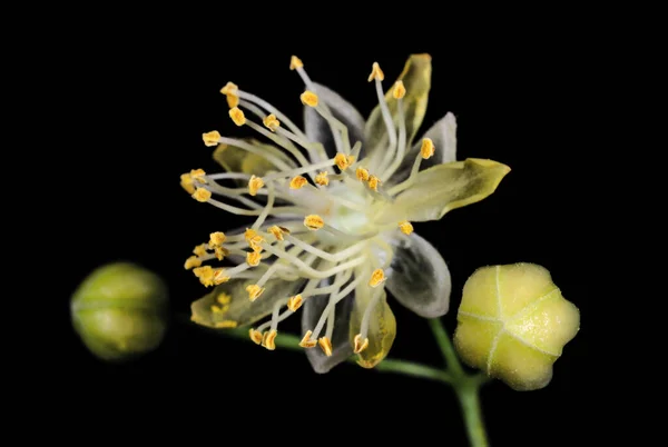 暗い背景にリンデンの花 自然と植物 — ストック写真