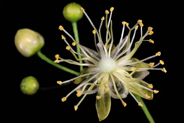 暗い背景には リンデンの木の花 自然と植物 — ストック写真