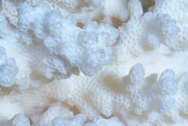 Natural Coral Texture Wildlife Marine Life — Φωτογραφία Αρχείου