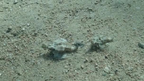 Pár Seamoth mozog a homokos alján sekély vízben napsugarak. Pegasus, Little Dragonfish vagy Common Seamoth (Eurypegasus draconis). 4K-60fps