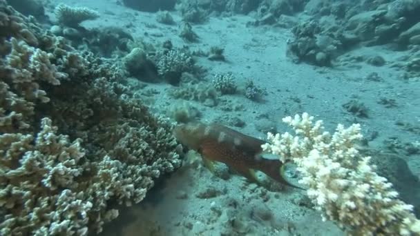 Zackenbarsche stehen in der Nähe von Korallenriffen über dem Meeresboden. Gemeiner Leierschwanzdorsch oder Gelbkantiger Zackenbarsch - Variola louti. Rotes Meer, Ägypten