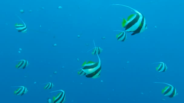 Schwärme von Bannerfischen schwimmen im blauen Wasser. Schulende Bannerfische oder falsche maurische Götzen - Heniochus diphreutes. Zeitlupe. Rotes Meer, Ägypten