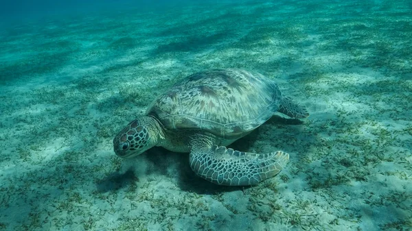 Big Sea Turtle green eats green sea grass on the seabed. Green sea turtle (Chelonia mydas) Underwater shot, Red sea, Egypt
