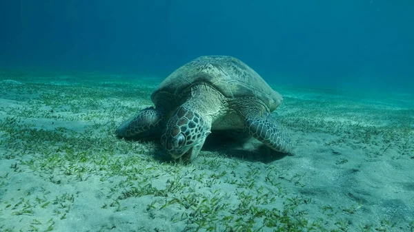 Big Sea Turtle green eats green sea grass on the seabed. Green sea turtle (Chelonia mydas) Underwater shot, Red sea, Egypt