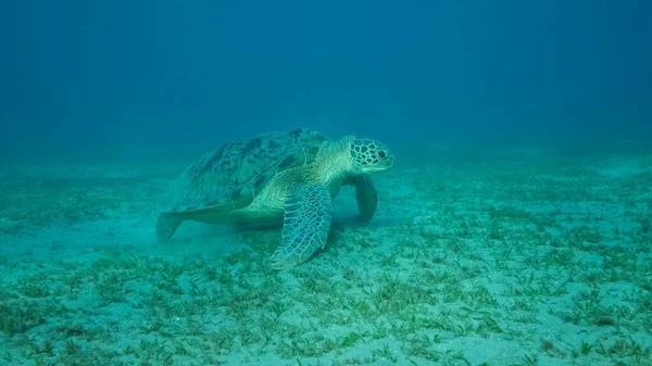 Big Sea Turtle green on seabed covered with green sea grass . Green sea turtle (Chelonia mydas) Underwater shot. Red sea, Egypt