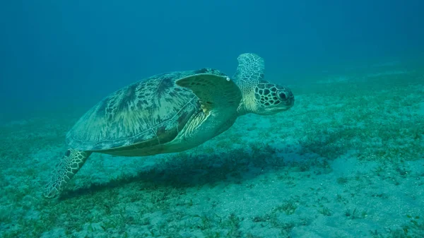 Big Sea Turtle green swim above seabed covered with green sea grass. Green sea turtle (Chelonia mydas) Underwater shot, Red sea, Egypt