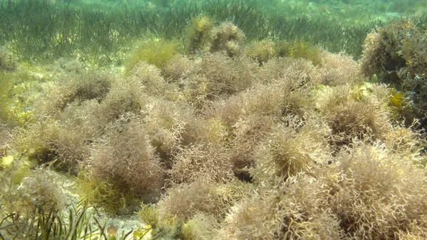 Dense thickets of red algae, brown algae and green seagrass in shallow water in the rays of sunlight. Underwater landscape, Red sea, Egypt