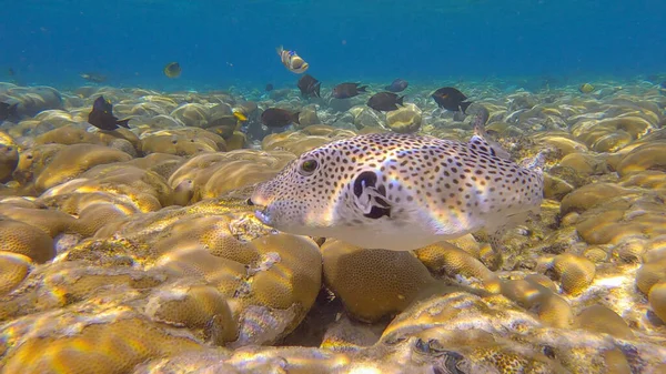 Pufferfish swims over hard corals colony Porites in the morning sun rays. Blackspotted Puffer (Arothron stellatus).Red sea, Egypt