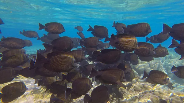 Large school of Surgeonfish slowly swims near coral reef. Brown Surgeonfish or (Acanthurus nigrofuscus). Underwater life in the ocean. Red sea, Egypt