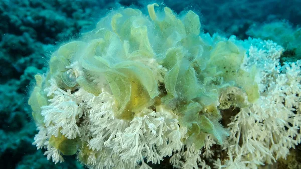 Brown alga Peacock\'s Tail (Padina pavonica) invades to territory White pulse soft corals (Heteroxenia fuscesens). This is result of eutrophication (increase organic matter in the sea water) Red sea, Egypt