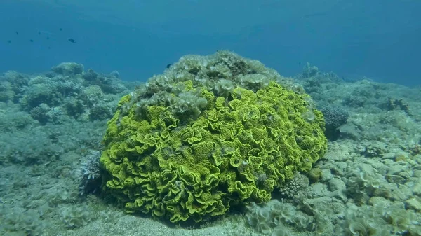 Brown alga Peacock\'s Tail (Padina pavonica) covered coral reefes. The once beautiful coral reef is overgrown with algae as a result of eutrophication (increase organic matter in the sea water) Red sea, Egypt