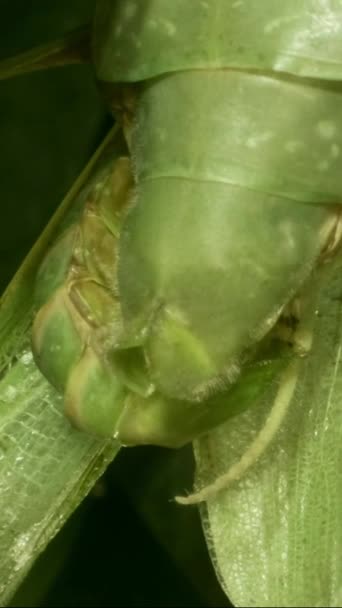 VERTICAL VIDEO: Extreme close up of mating process Male with female of Mantises. Mantis mating of mantis insect.