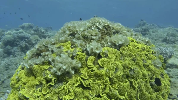 Brown alga Peacock\'s Tail (Padina pavonica) covered coral reefes. The once beautiful coral reef is overgrown with algae as a result of eutrophication (increase organic matter in the sea water) Red sea, Egypt