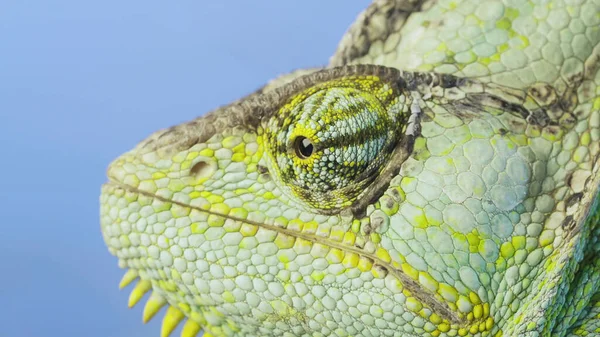 Close-up portrait of Veiled chameleon on blue sky background. Veiled chameleon, Cone-head chameleon or Yemen chameleon (Chamaeleo calyptratus)