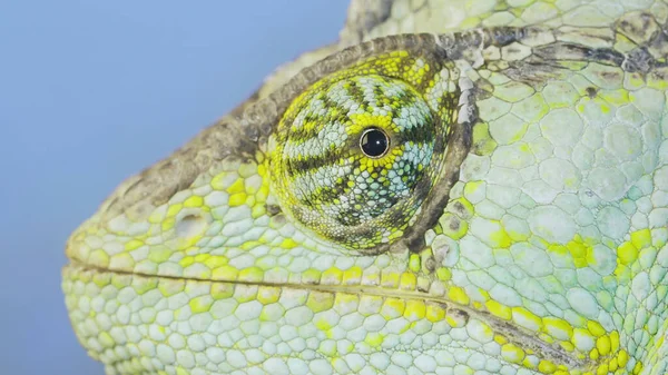 Close-up portrait of Veiled chameleon looka at on camera lens, on blue sky background. Veiled chameleon, Cone-head chameleon or Yemen chameleon (Chamaeleo calyptratus)