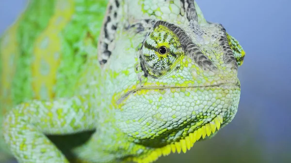 Adult green Veiled chameleon sits on a tree branch and looks around, on green grass and blue sky background. Cone-head chameleon or Yemen chameleon (Chamaeleo calyptratus)