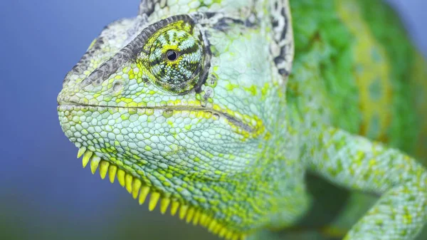 Adult green Veiled chameleon sits on a tree branch and looks around, on green grass and blue sky background. Cone-head chameleon or Yemen chameleon (Chamaeleo calyptratus)