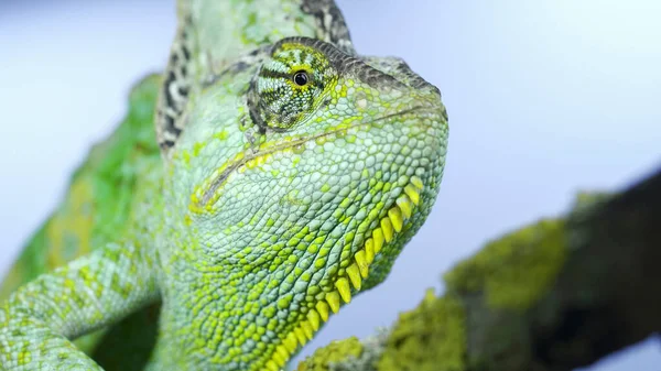 Adult green Veiled chameleon sits on a tree branch and looks around, on green grass and blue sky background. Cone-head chameleon or Yemen chameleon (Chamaeleo calyptratus)