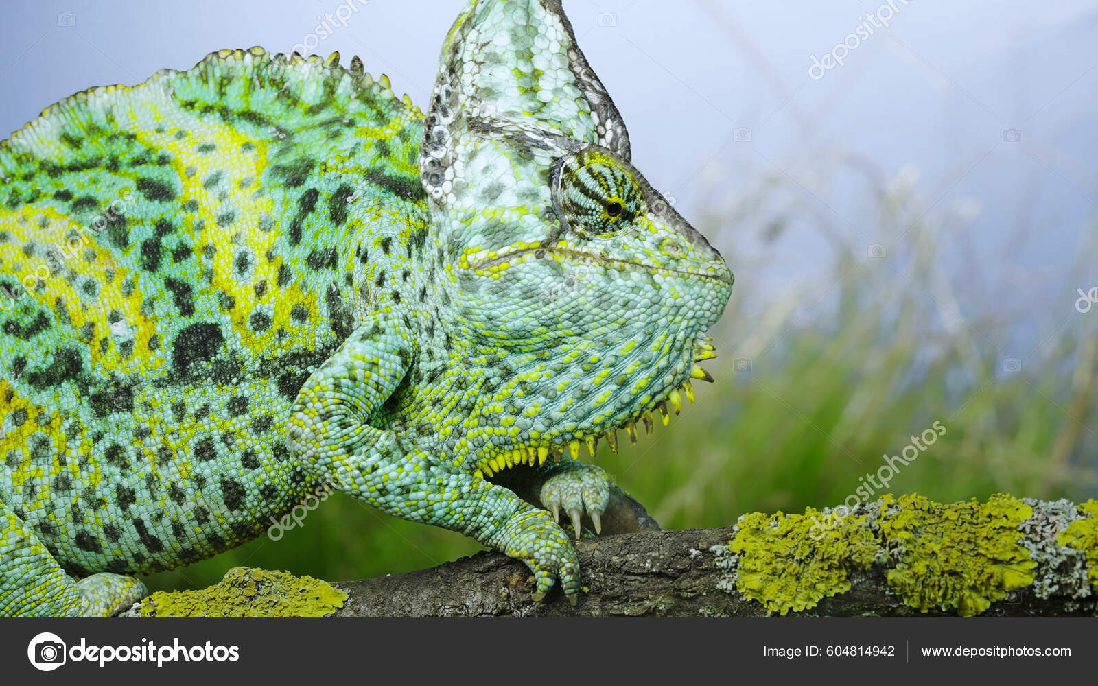 Designer Veiled chameleons for sale are the most colorful of all the  veileds.