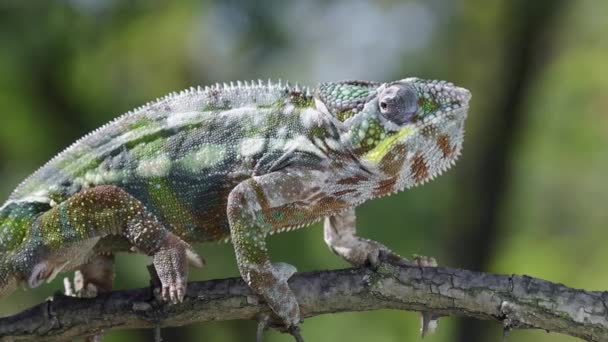 Close up of Chameleon sits on a tree branch licks its lips and opens its mouth wide during molting. Panther chameleon (Furcifer pardalis).
